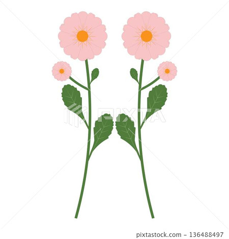 Daisy Flower Set with Stem and Leaves Botanical Illustration Daisy Flower Set with Stem and Leaves Botanical Illustration 136488497