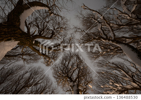 Winter Tree Canopy From Below Winter Tree Canopy From Below 136488530