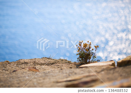 Wildflowers on Cliff Above Sparkling Sea Wildflowers on Cliff Above Sparkling Sea 136488532