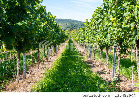 Vineyard in Germany in summer harvest. Large bunches of red wine grapes in sunny weather. Nature background. Vineyard in Germany in summer harvest. Large bunches of red wine grapes in sunny weather. Nature background. 136488644