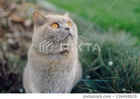 Scottish straight cat portrait outdoor on lawn grass 136488829