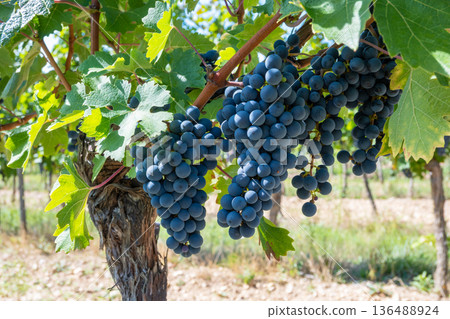 Big bunche of red wine grapes in sunny weather on the vineyard. Summer harvest for nature background. Big bunche of red wine grapes in sunny weather on the vineyard. Summer harvest for nature background. 136488924