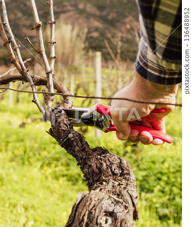 Farmer pruning the vine in winter. Agriculture. Farmer pruning the vine in winter. Agriculture. 136488952