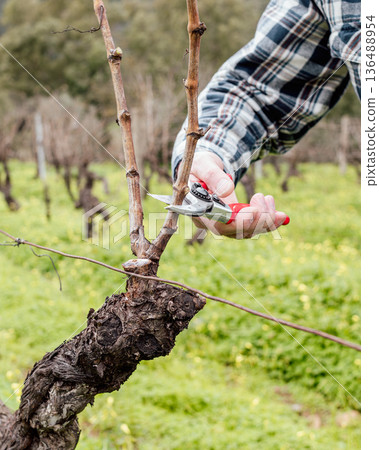 Farmer pruning the vine in winter. Agriculture. Farmer pruning the vine in winter. Agriculture. 136488954