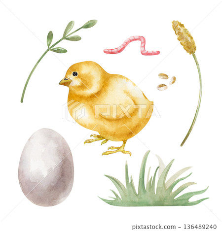 A set with chicken, egg, grass and worm on an isolated background. Watercolor illustration of a poultry yard in natural colors. Vintage realistic clipart featuring a chicken chick for organic egg 136489240
