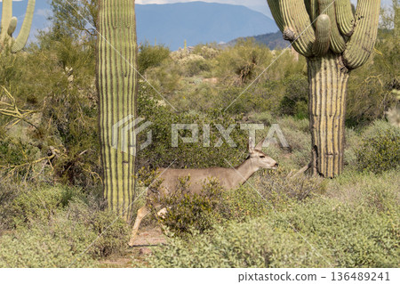 Saguaro Cactus Arizona Saguaro Cactus Arizona 136489241