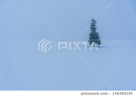 北海道美瑛町 [聖誕樹] 雪景（側面圖） 136489295