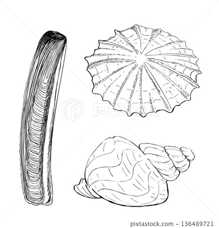 Hand drawn seashell set razor clam whelk and limpet shells in black line art isolated on white for coastal marine design Hand drawn seashell set razor clam whelk and limpet shells in black line art isolated on white for coastal marine design 136489721