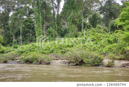 The rainforest of the Danum Valley in Borneo, Malaysia. 136489744
