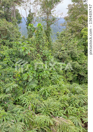The rainforest of the Danum Valley in Borneo, Malaysia. 136489747