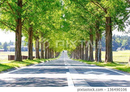 一條綠意盎然的隧道，兩側是水杉樹。 136490106