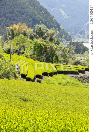 靜岡縣川根本町的廣大綠茶園 136490434