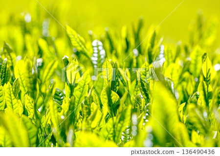 Shining tea leaves and backlit greenery Shining tea leaves and backlit greenery 136490436
