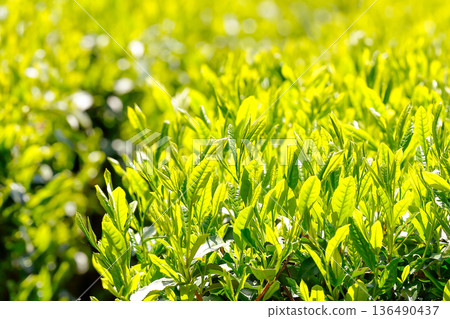The first tea shoots grow to a vibrant yellow-green color The first tea shoots grow to a vibrant yellow-green color 136490437