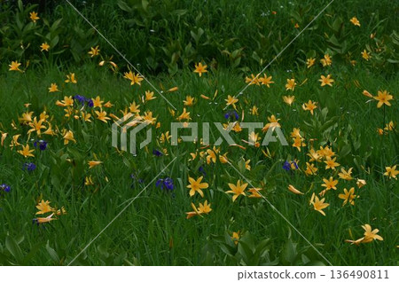 信州栁池自然公園的沼澤地裡，盛開著美麗的黃色萱草（Hemerocallis nipponicus）。 136490811
