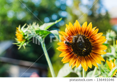Bumblebees collecting nectar from a vibrant sunflower in a garden on a sunny day Bumblebees collecting nectar from a vibrant sunflower in a garden on a sunny day 136491046