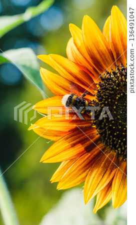 Close-up of a fuzzy bumblebee collecting pollen from a vibrant sunflower on a sunny day 136491047