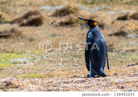 King penguin colony on Tierra de Fuego 136491055