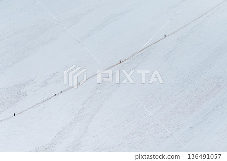 Gentoo Penguins in Antarctica Gentoo Penguins in Antarctica 136491057
