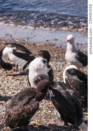 Gathering of Southerns Shags Gathering of Southerns Shags 136491058