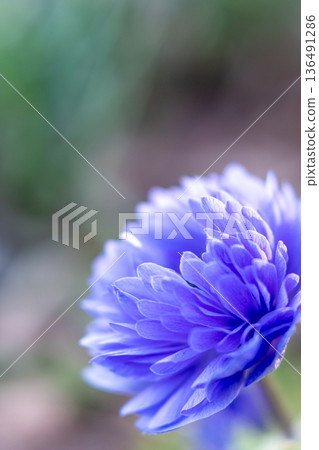 Purple flowers wrapped in soft light_Vertical 136491286