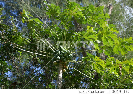 木瓜 木瓜 136491352