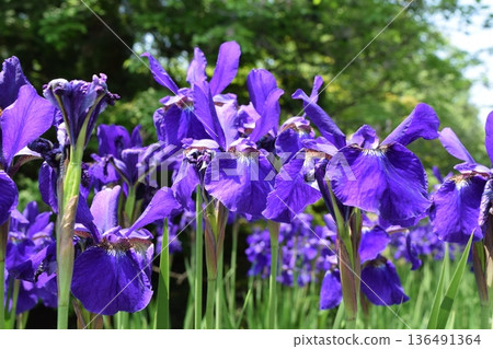 綾女春景 綾女春景 136491364