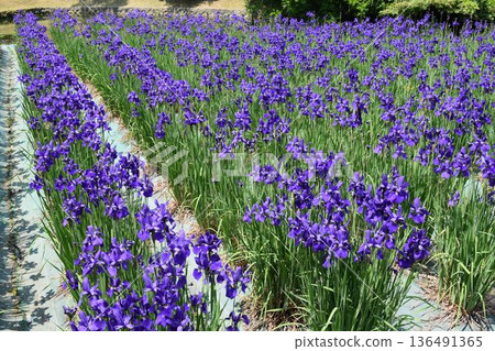 Ayame spring scenery Ayame spring scenery 136491365