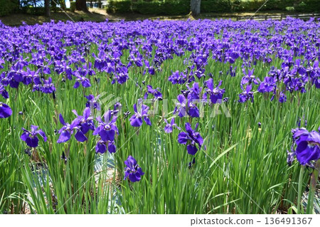 綾女春景 136491367