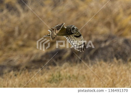 A short-eared owl flying over the riverbed A short-eared owl flying over the riverbed 136491370