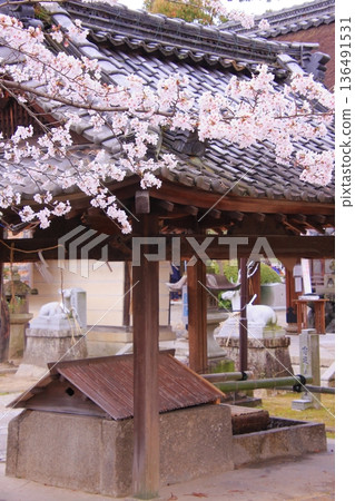 立木神社,位於滋賀縣草津市,是著名的賞櫻勝地。 立木神社,位於滋賀縣草津市,是著名的賞櫻勝地。 136491531