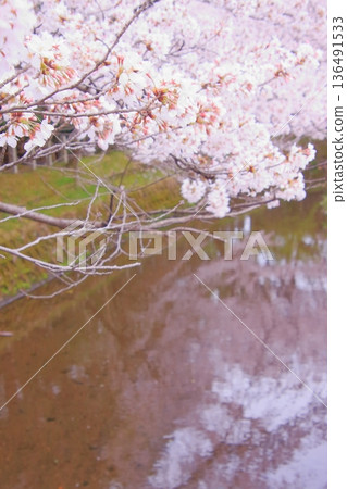 Tachiki Shrine, a famous cherry blossom spot in Kusatsu City, Shiga Prefecture Tachiki Shrine, a famous cherry blossom spot in Kusatsu City, Shiga Prefecture 136491533
