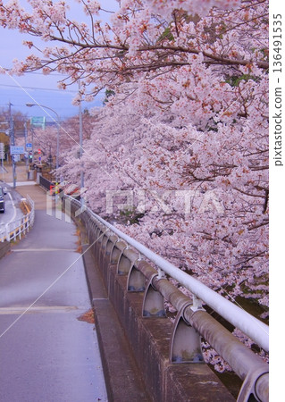 Tachiki Shrine, a famous cherry blossom spot in Kusatsu City, Shiga Prefecture Tachiki Shrine, a famous cherry blossom spot in Kusatsu City, Shiga Prefecture 136491535