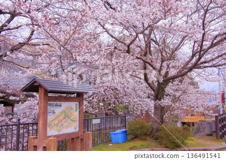 Tachiki Shrine, a famous cherry blossom spot in Kusatsu City, Shiga Prefecture Tachiki Shrine, a famous cherry blossom spot in Kusatsu City, Shiga Prefecture 136491541