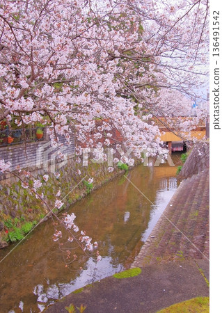 Tachiki Shrine, a famous cherry blossom spot in Kusatsu City, Shiga Prefecture 136491542