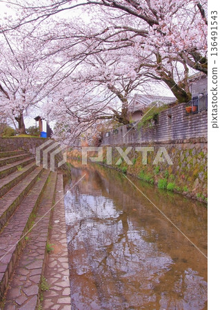 Tachiki Shrine, a famous cherry blossom spot in Kusatsu City, Shiga Prefecture 136491543