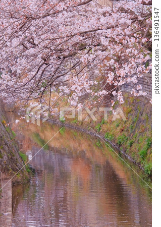 Tachiki Shrine, a famous cherry blossom spot in Kusatsu City, Shiga Prefecture Tachiki Shrine, a famous cherry blossom spot in Kusatsu City, Shiga Prefecture 136491547