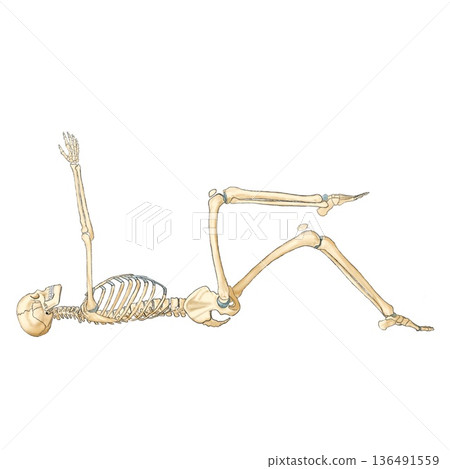 Dead Bugs Dead Bugs 136491559