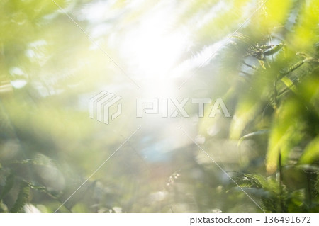 Fresh green forest and eco-image of Oku-Daisen Fresh green forest and eco-image of Oku-Daisen 136491672