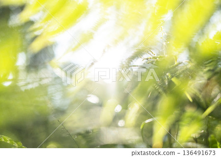 Fresh green forest and eco-image of Oku-Daisen Fresh green forest and eco-image of Oku-Daisen 136491673