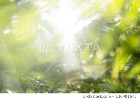 Fresh green forest and eco-image of Oku-Daisen 136491675