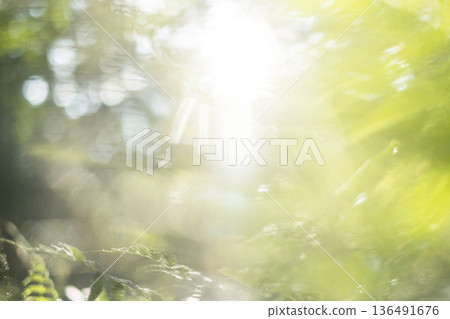 Fresh green forest and eco-image of Oku-Daisen Fresh green forest and eco-image of Oku-Daisen 136491676