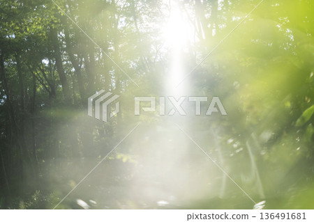 Fresh green forest and eco-image of Oku-Daisen Fresh green forest and eco-image of Oku-Daisen 136491681