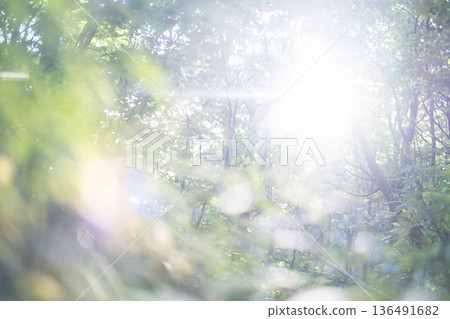 Fresh green forest and eco-image of Oku-Daisen 136491682