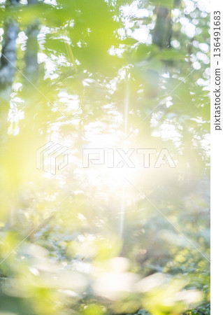 Fresh green forest and eco-image of Oku-Daisen 136491683