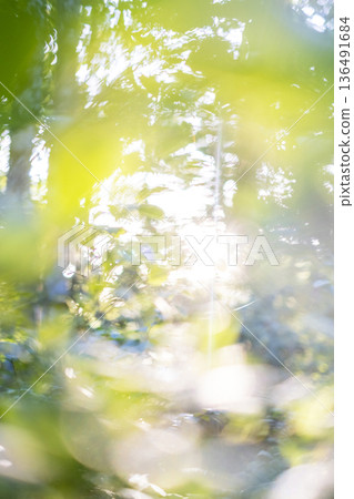 Fresh green forest and eco-image of Oku-Daisen 136491684