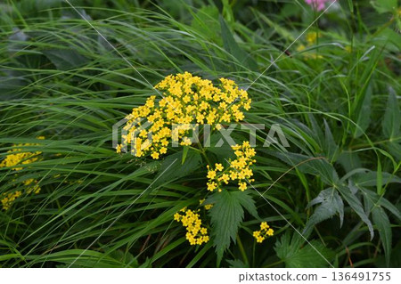 A beautiful cyme of small yellow flowers, Hakusanominaeshi, seen at Shinshu Tsugaike Nature Park 136491755