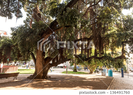 Ficus microcarpa Banyan Tree with Hanging Aerial Roots in Tropical Garden 136491760