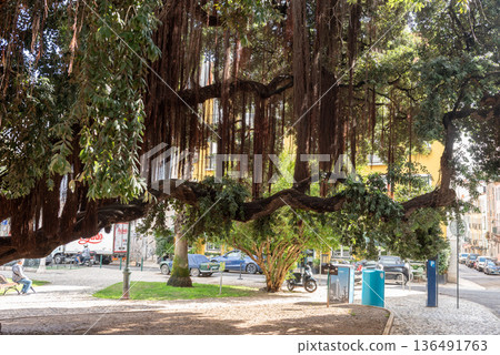 Ficus microcarpa Banyan Tree with Hanging Aerial Roots in Tropical Garden 136491763