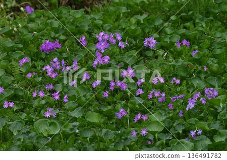 A cluster of beautiful pink alpine plants, the Hakusankozakura, blooming in the marshlands of Shinshu Tsugaike Nature Park A cluster of beautiful pink alpine plants, the Hakusankozakura, blooming in the marshlands of Shinshu Tsugaike Nature Park 136491782